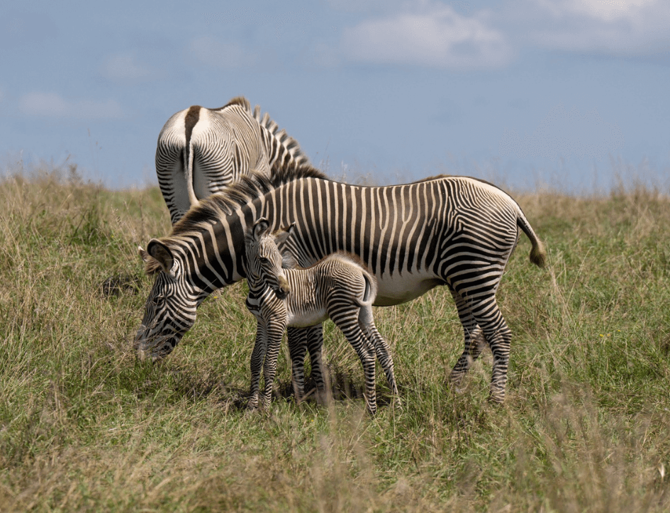 zebras in a field
