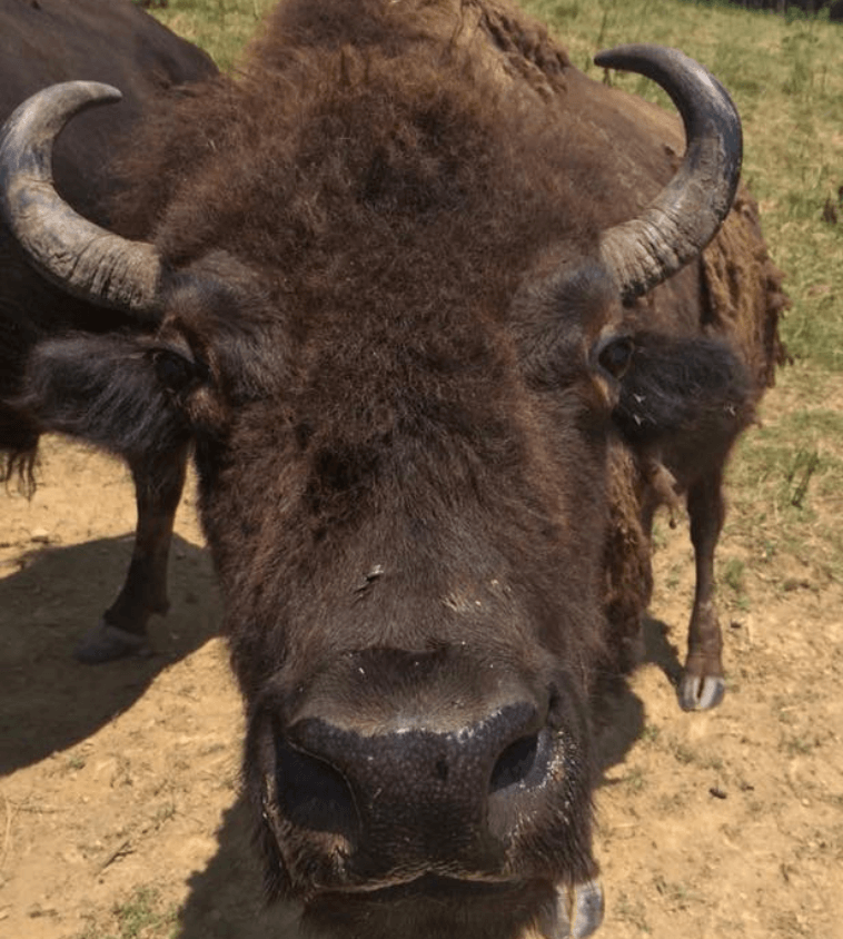 buffalo